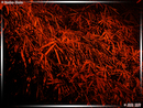 Nocturnes - 04  ---  Taille du fichier haute définition : 2272 x 1704