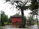 ZhongYue Miao - Temple ZhongYue - 16  ---  Taille du fichier haute définition : 2272 x 1704